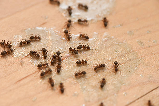 Professional Pest Control in South Palm Beach, FL
